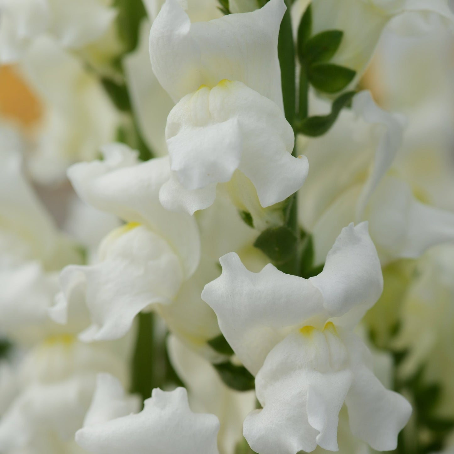 Snapdragons Rocket Series