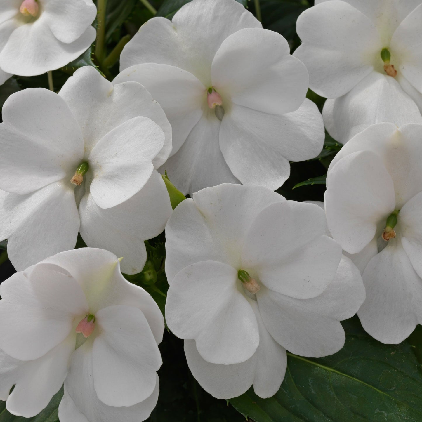 Sunpatiens Compact Series