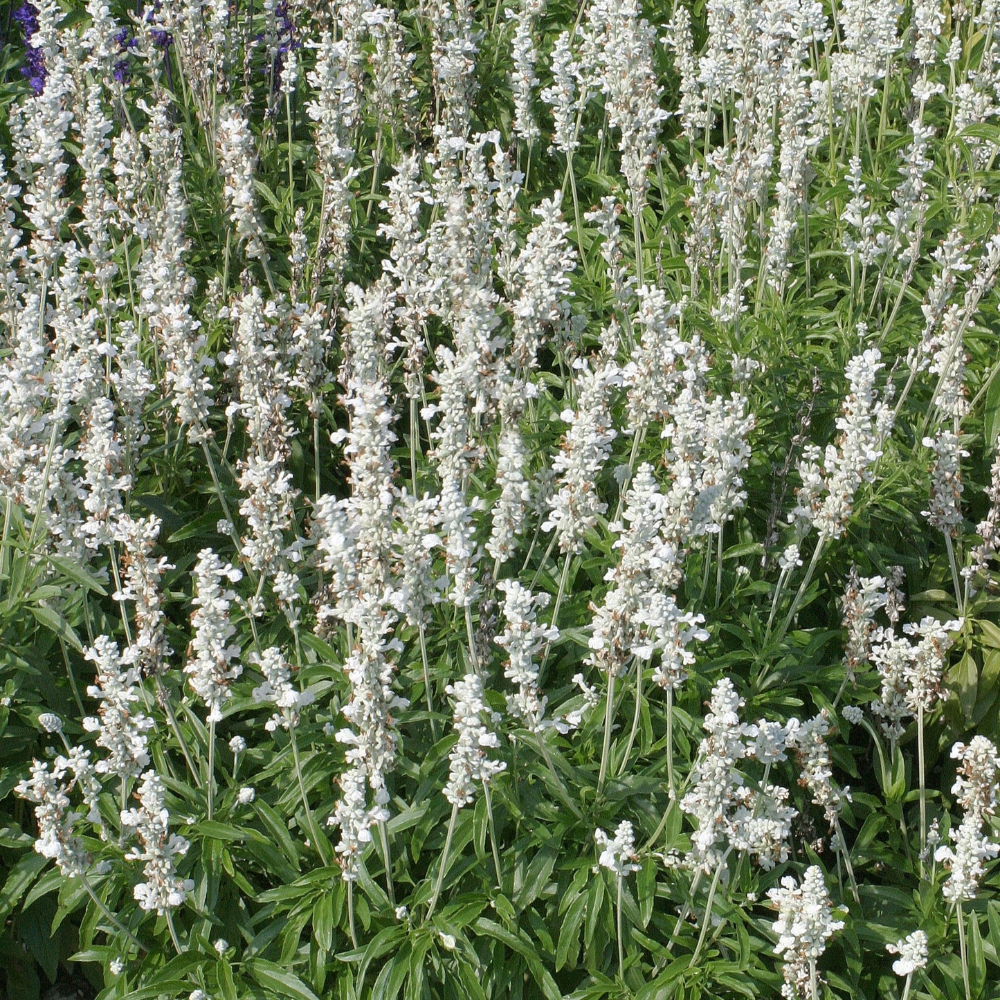 Salvia