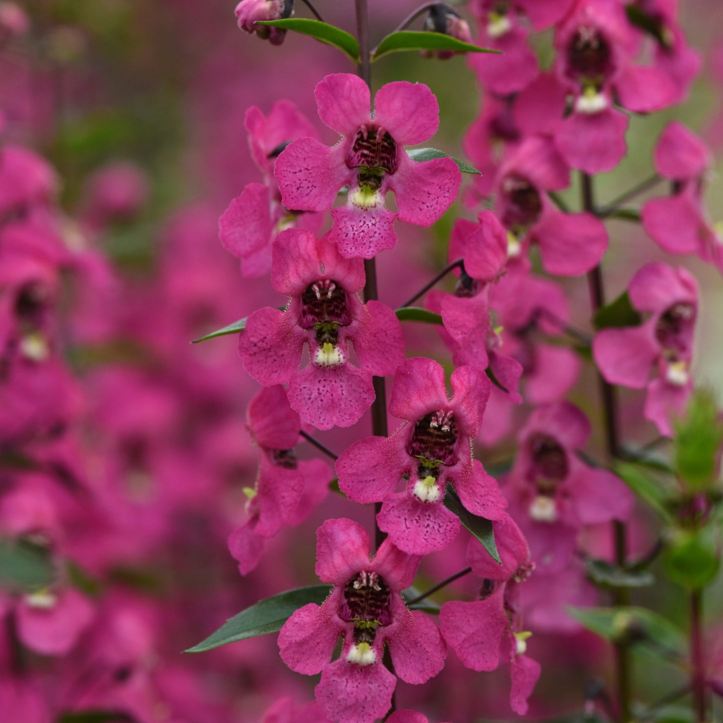 Angelonia Serena Series