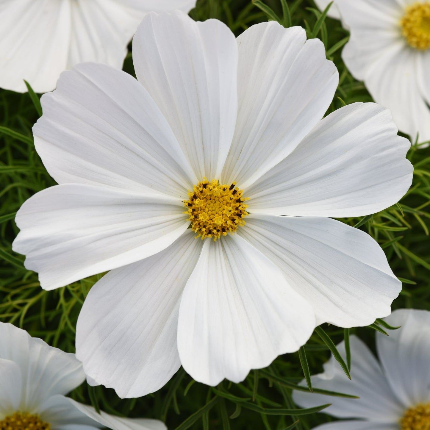 Cosmos Sonata Series