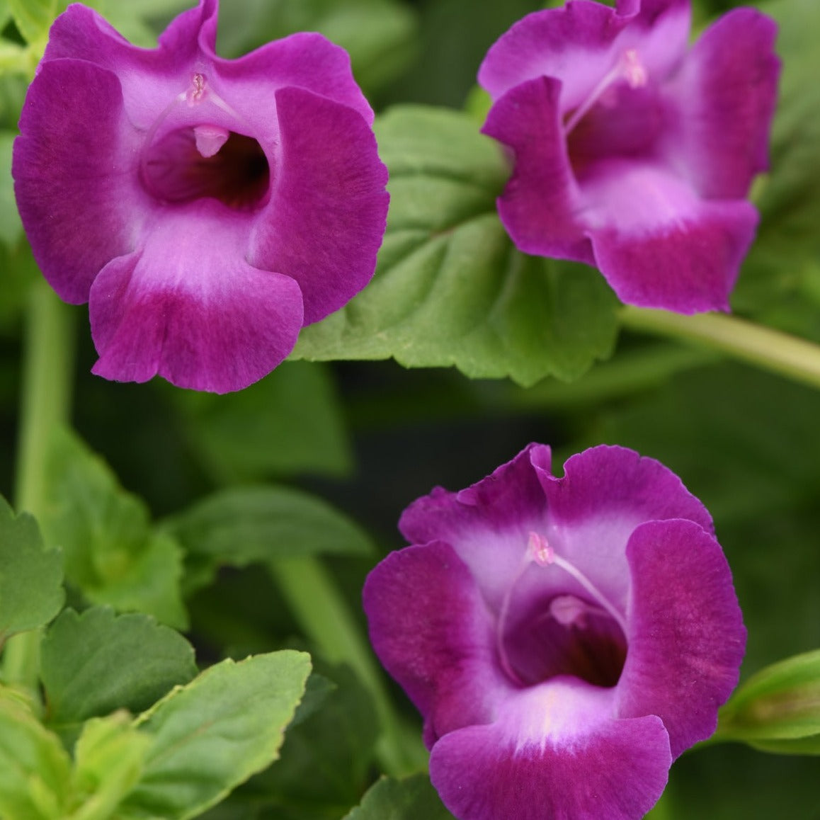 Torenia Summer Wave Series