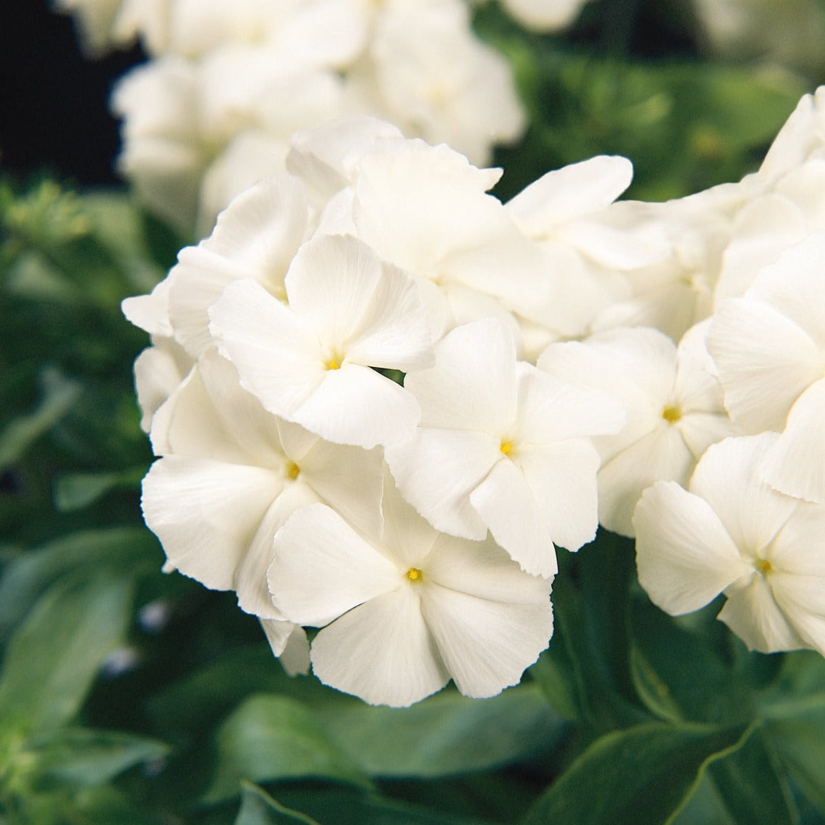 Phlox 21st Century Series