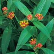 Asclepias