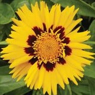 Coreopsis Sunfire
