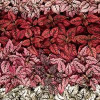 Hypoestes Splash Select