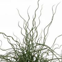 Juncus Grass