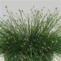 Live Wire Grass