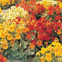 Nasturtium Alaska Mix