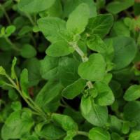 Oregano