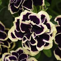 Petunia Jewel Series