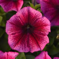 Petunia Madness Series
