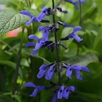 Salvia