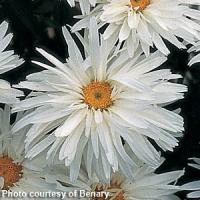 Shasta Daisy Crazy Daisy White