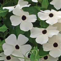 Thunbergia