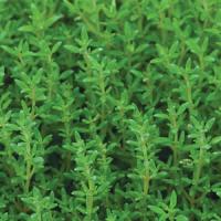 Thyme