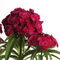 Dianthus Dash Series