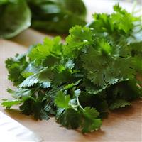 Cilantro