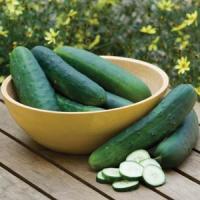 Cucumber