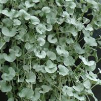 Dichondra Silver Falls