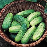 Cucumber