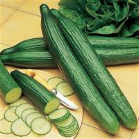 Cucumber