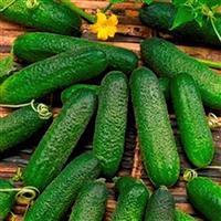 Cucumber
