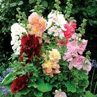 Alcea Celebrity Spring Mix