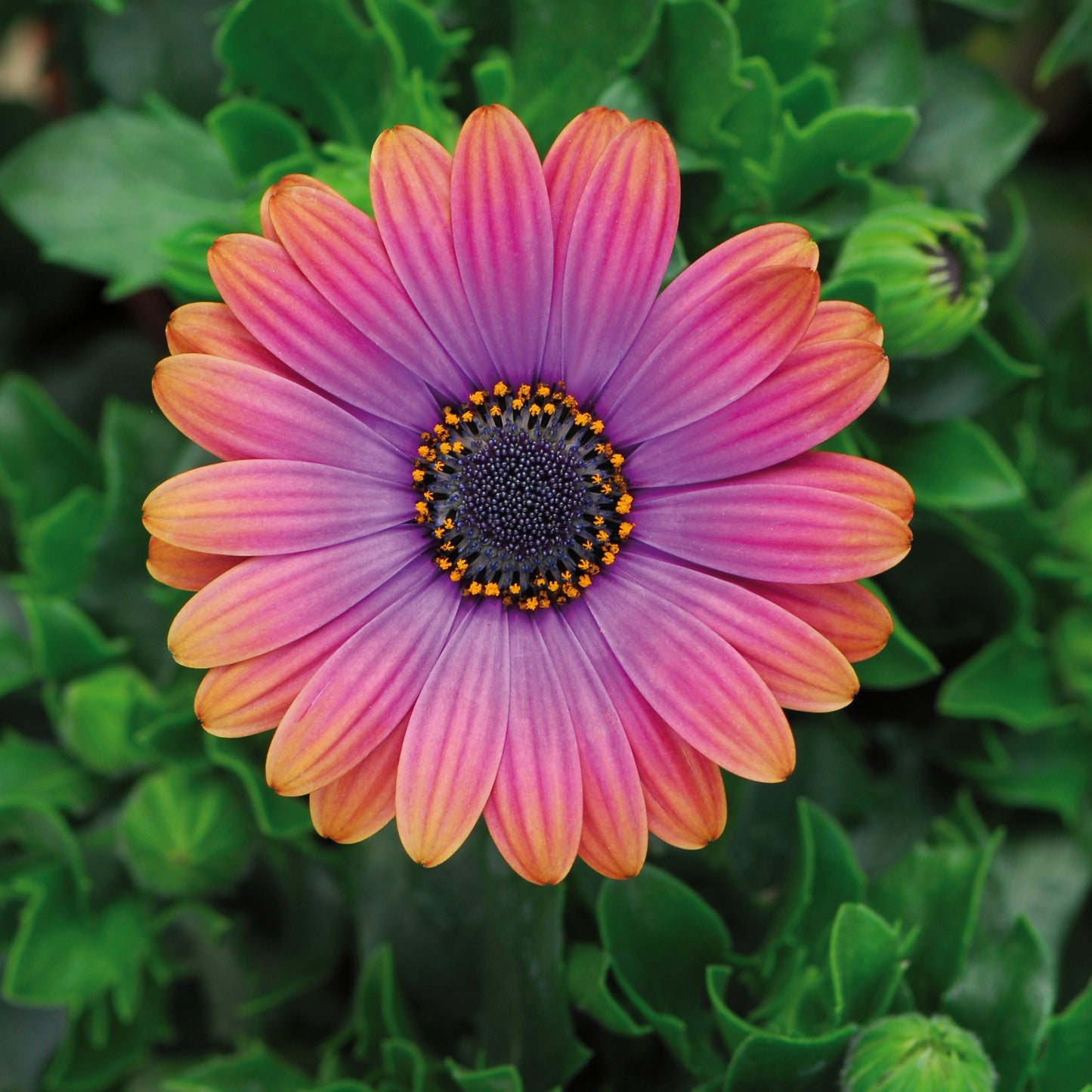 Osteospermum Zion Series