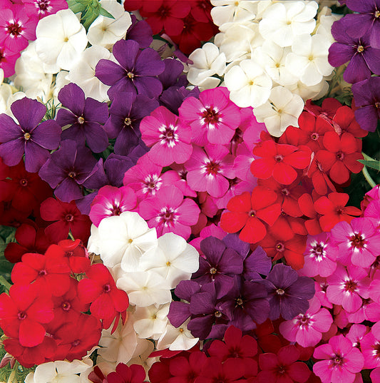 Phlox 21st Century Series