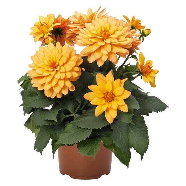 Dahlia XXL Series