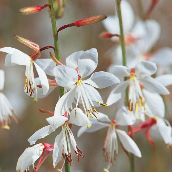 Gaura Stratosphere Series