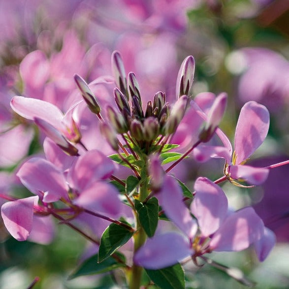 Cleome Seniorita Series