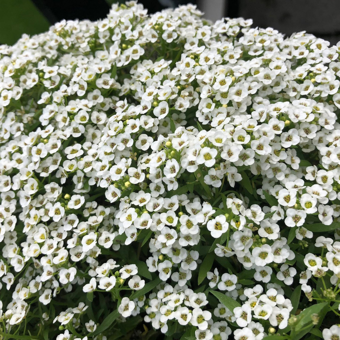 Alyssum