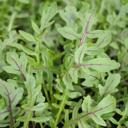 Arugula