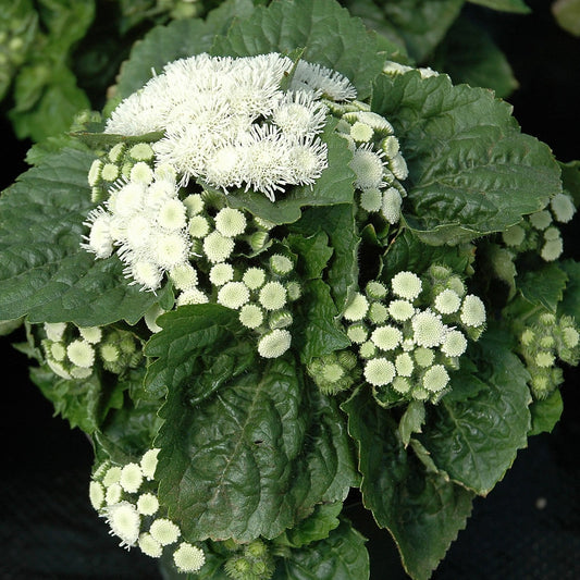 Ageratum Aloha Series