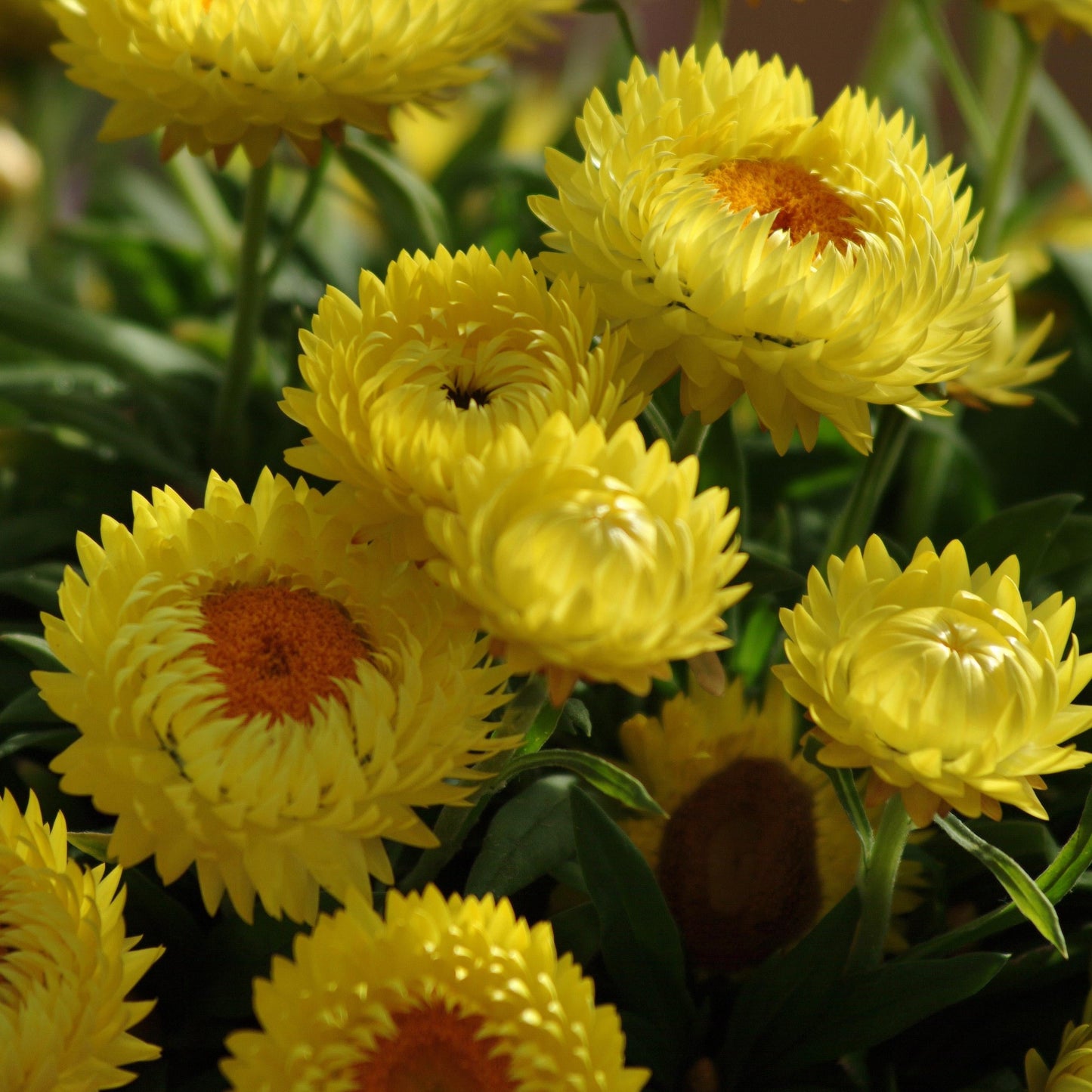 Bracteantha Dreamtime Series