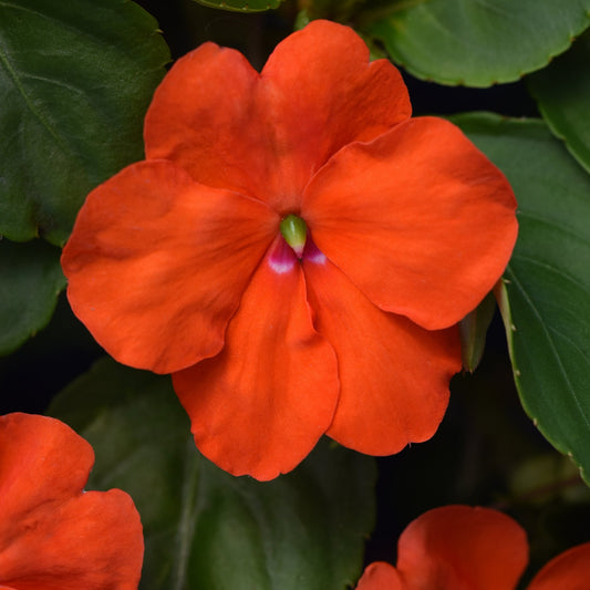 Impatiens Beacon Series