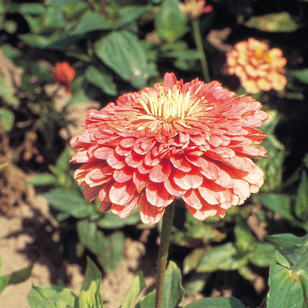 Zinnia Benary's Giant Series