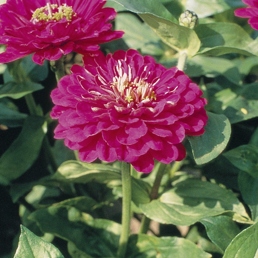 Zinnia Benary's Giant Series