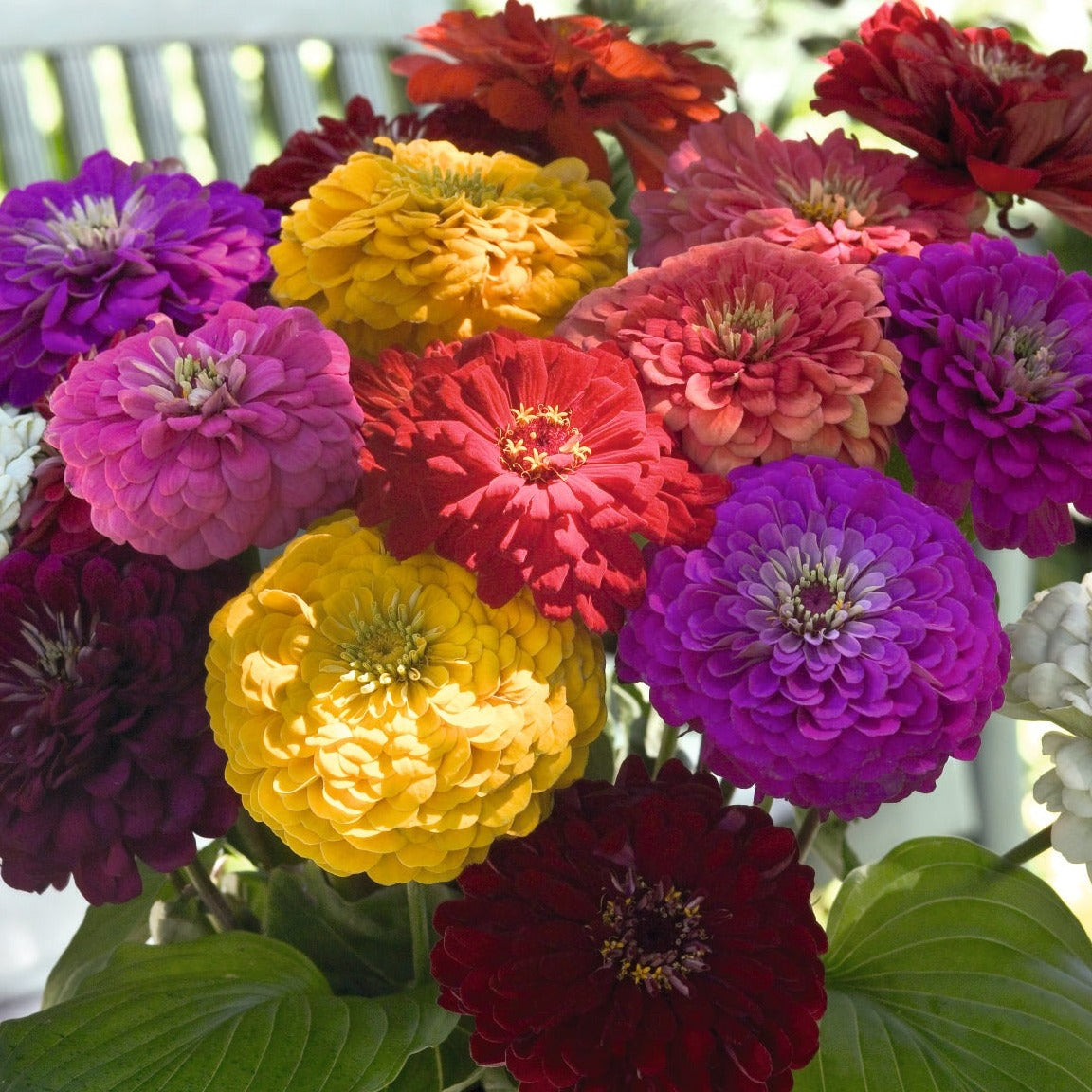 Zinnia Benary's Giant Series