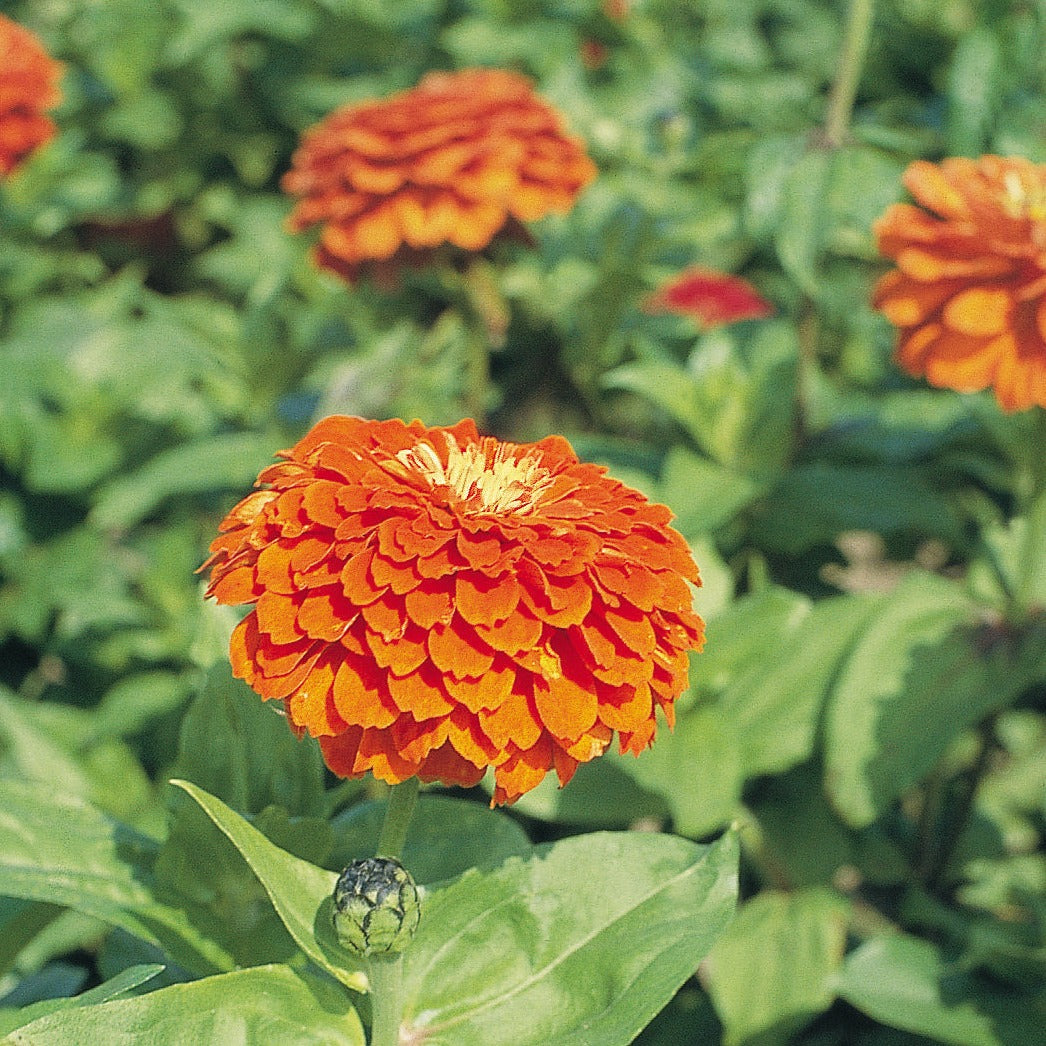 Zinnia Benary's Giant Series