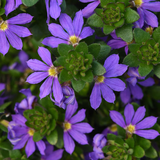 Scaevola