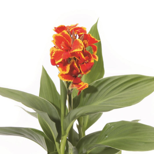 Canna Cannova Series