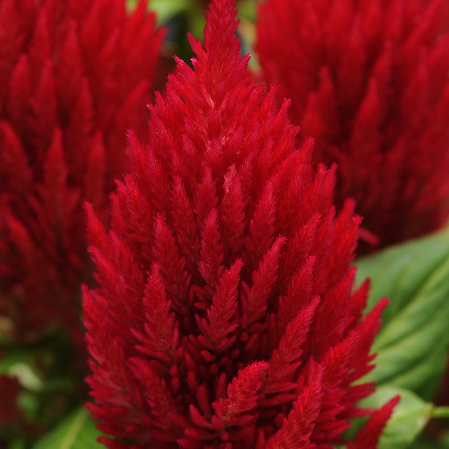 Celosia First Flame Series
