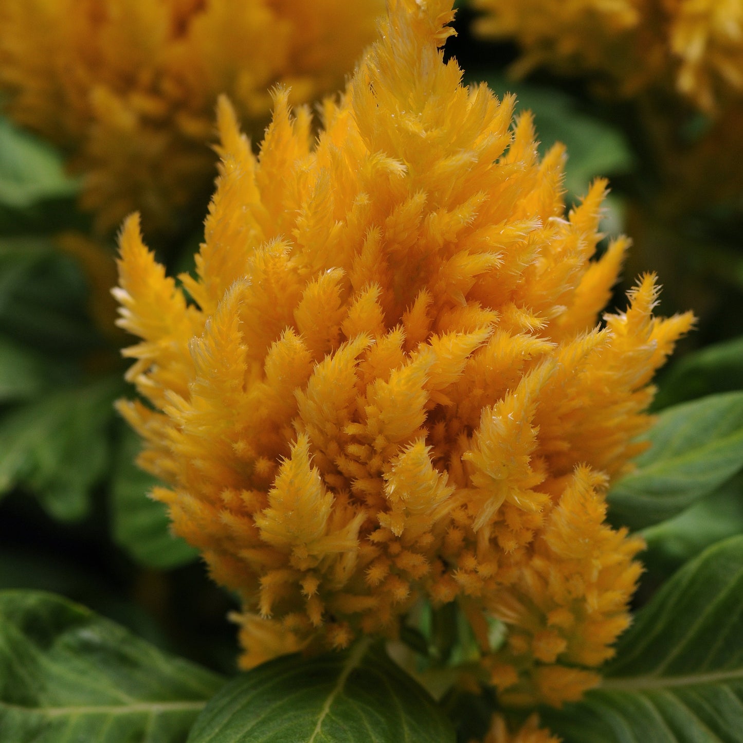 Celosia First Flame Series