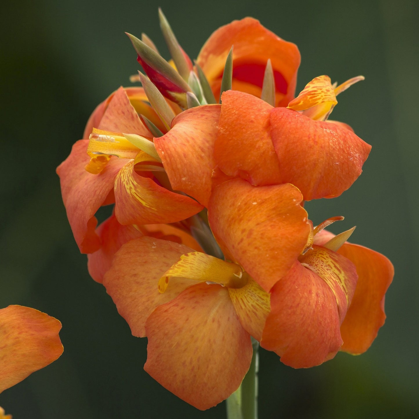 Canna Cannova Series
