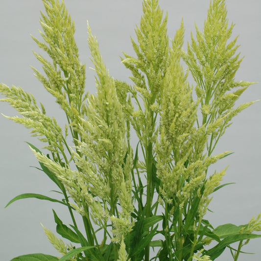 Celosia Sylphid Lime