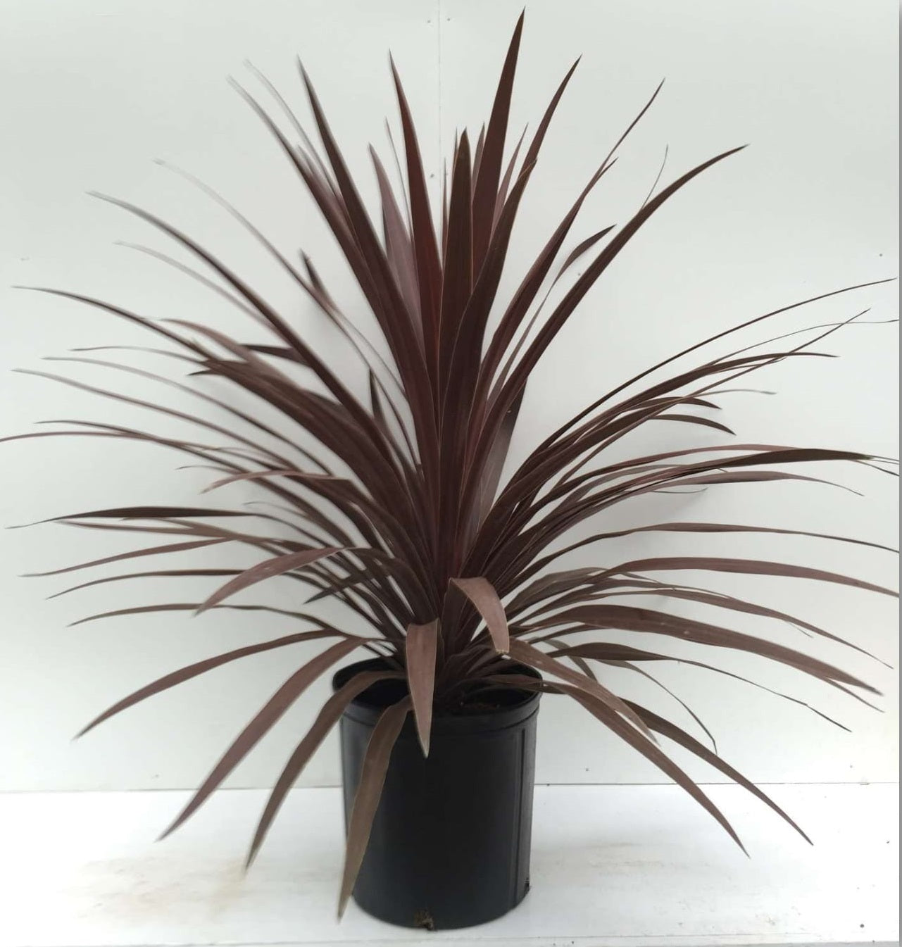 Cordyline