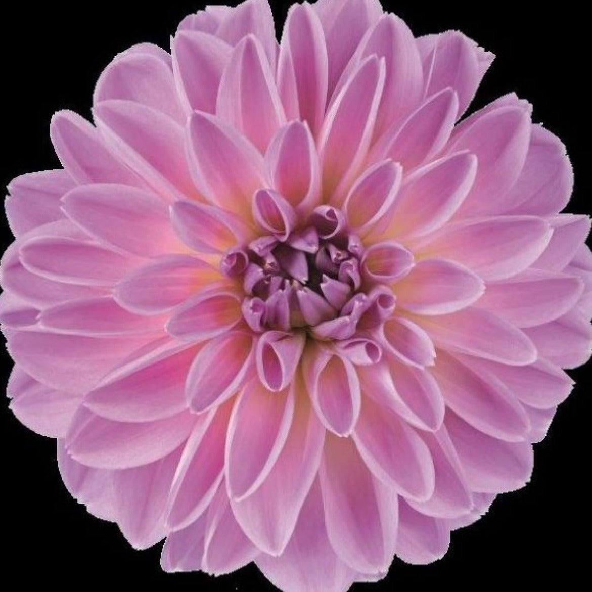 Dahlia Novation Series